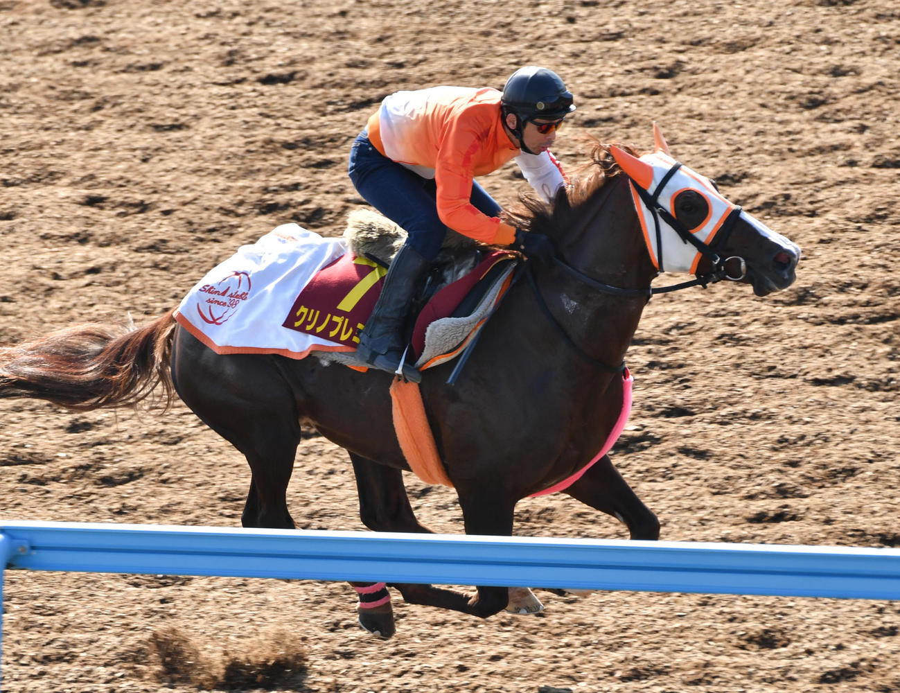 ウッドチップで追い切るクリノプレミアム（撮影・柴田隆二）