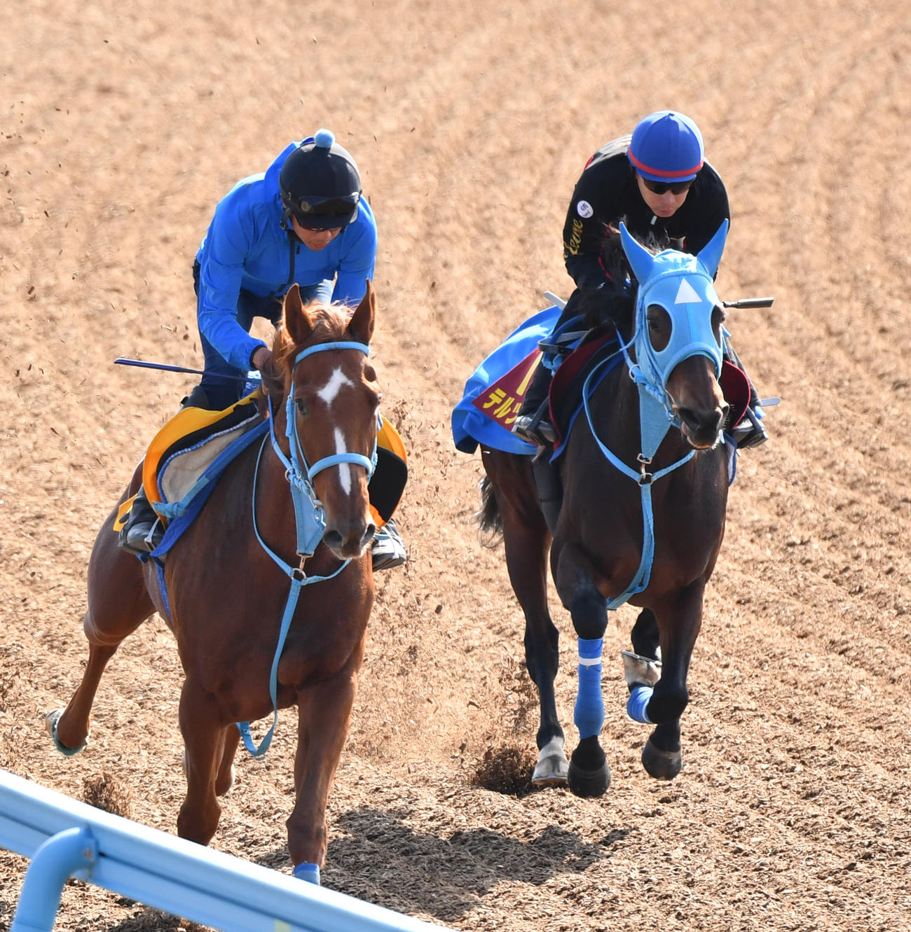 池添騎手を背にテルツェット（右）はフエキと併せて追い切る（撮影・柴田隆二）