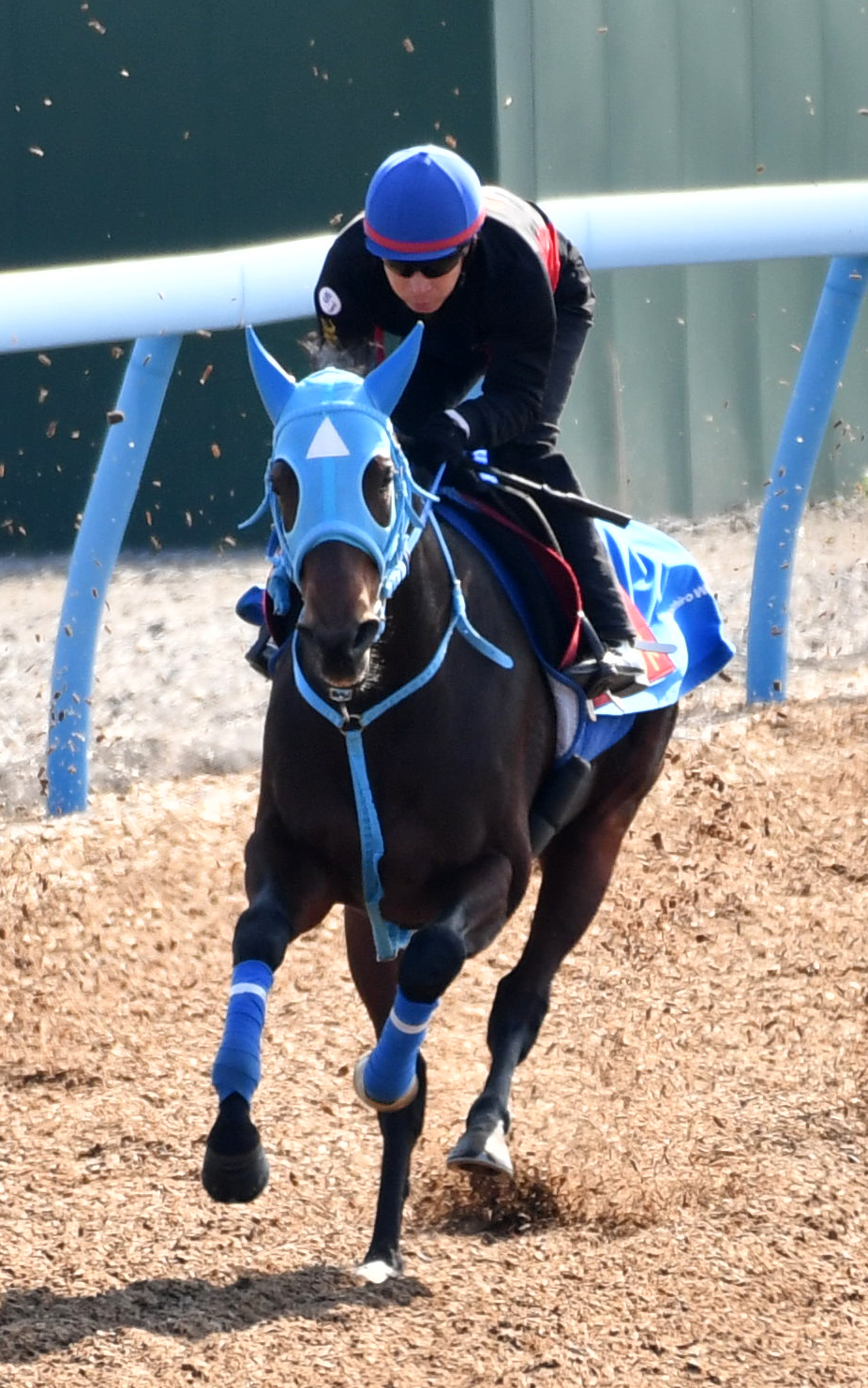 池添騎手を背にテルツェットはフエキと併せて追い切る（撮影・柴田隆二）