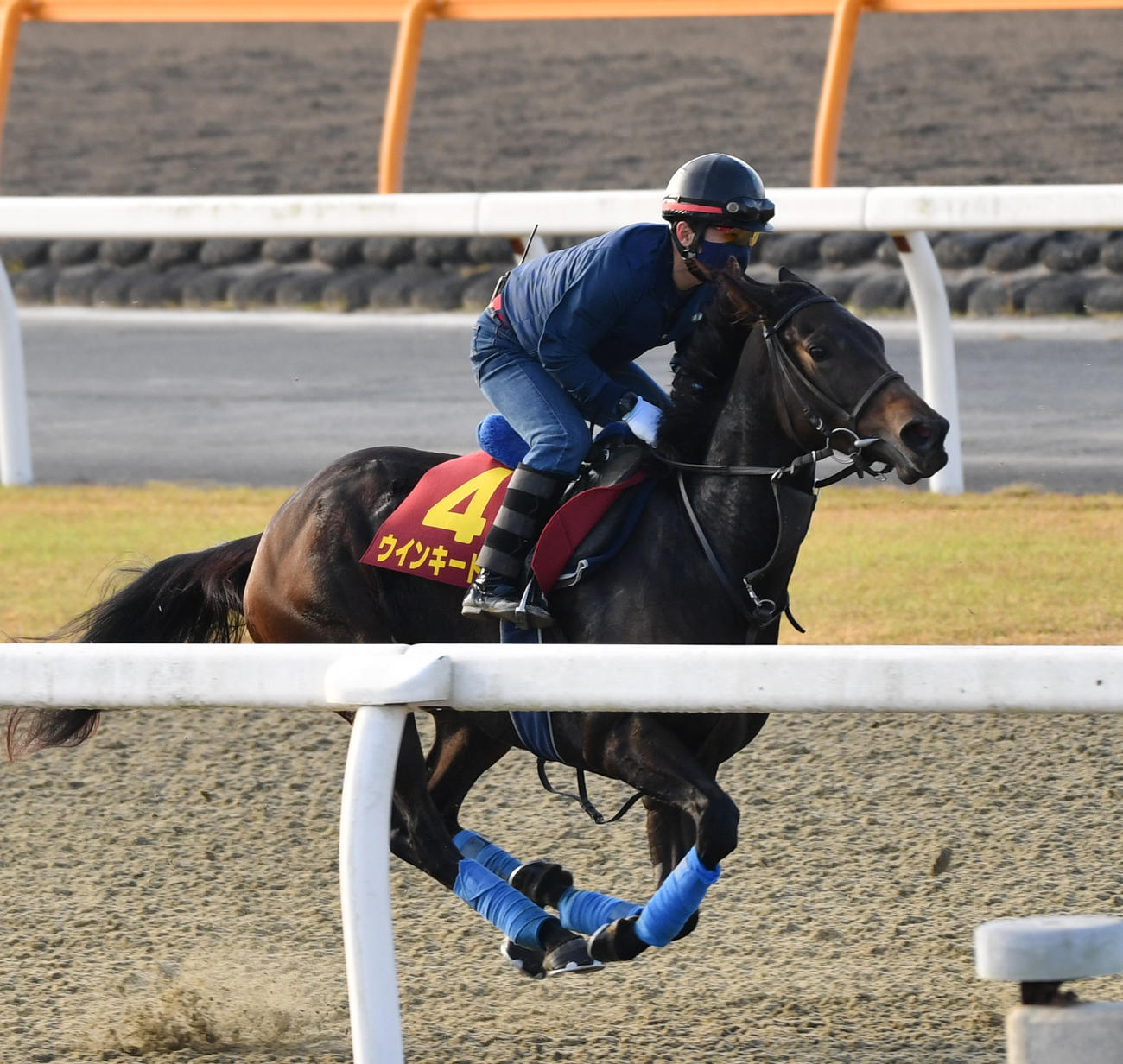 ウッドチップで追い切るウインキートス（撮影・柴田隆二）