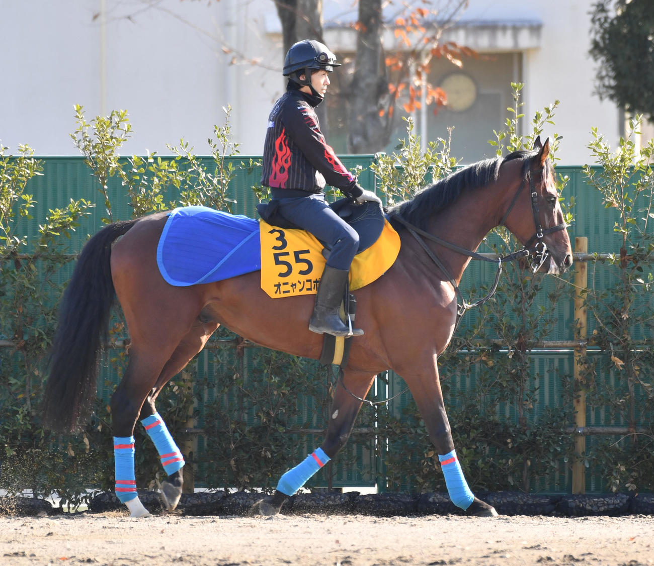 調教に向かうオニャンコポン（撮影・柴田隆二）