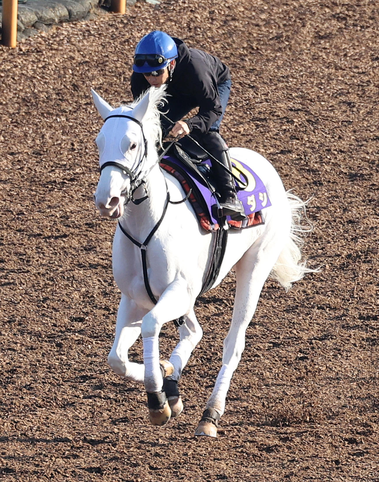 吉田隼騎手を背にCウッドで追い切るソダシ（撮影・白石智彦）