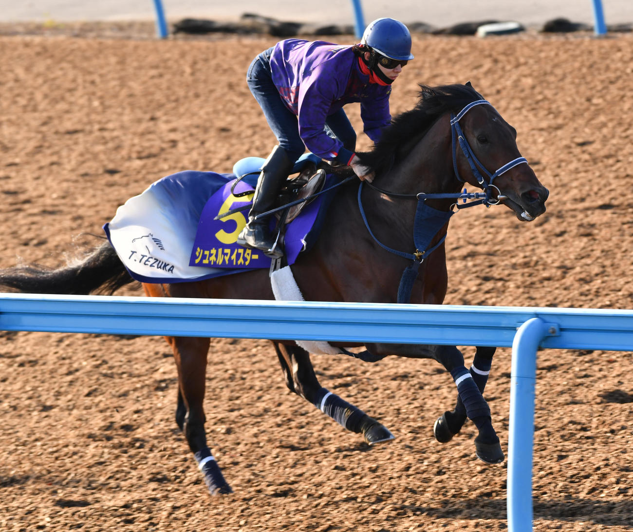 ウッドチップで追い切るシュネルマイスター（撮影・柴田隆二）
