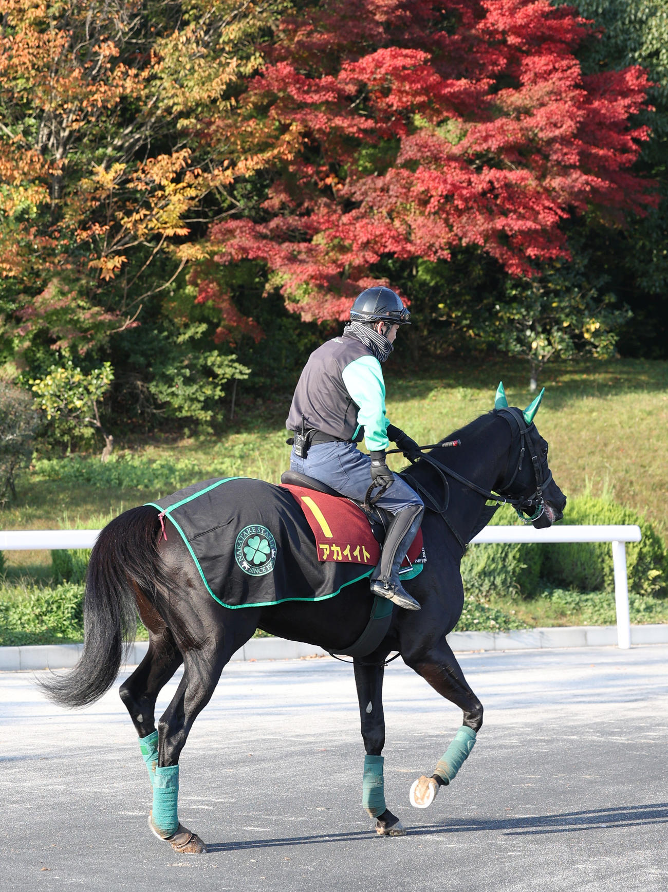 11月9日　追い切り後、厩舎へ戻るアカイイト
