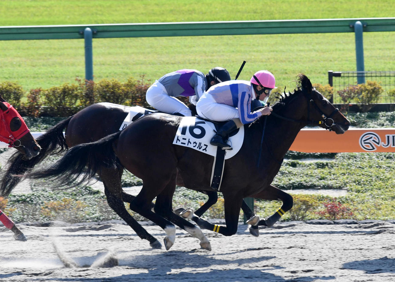 東京4R新馬戦を制したトニトゥルスとM・デムーロ騎手（撮影・柴田隆二）