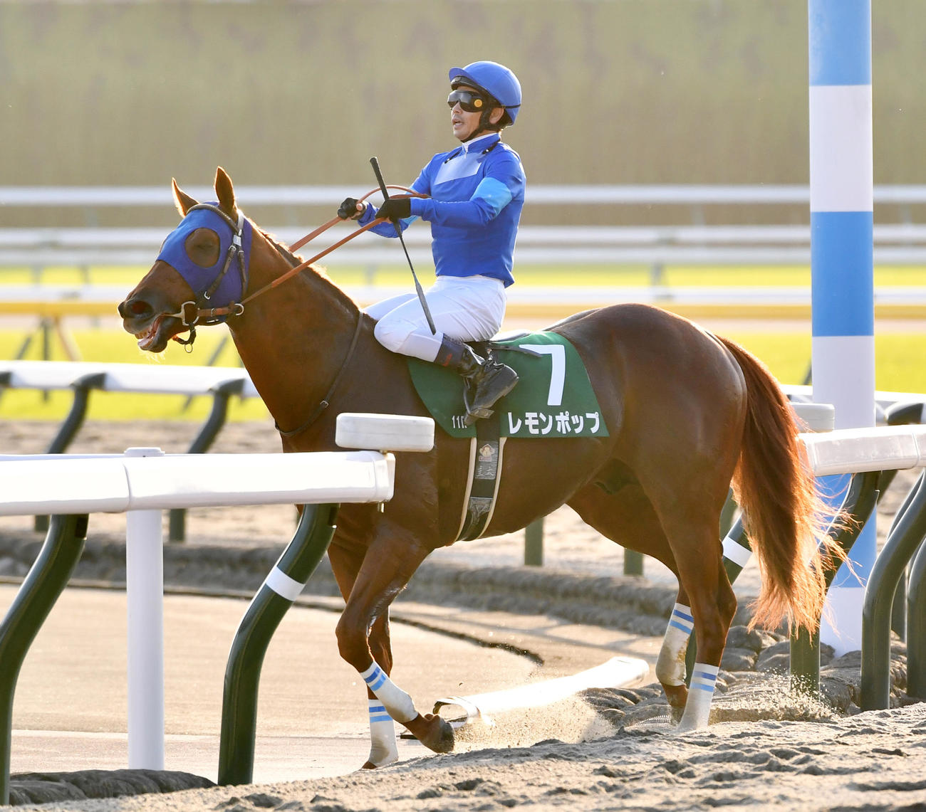 11R、武蔵野Sで2着に敗れたレモンポップと戸崎騎手（撮影・柴田隆二）