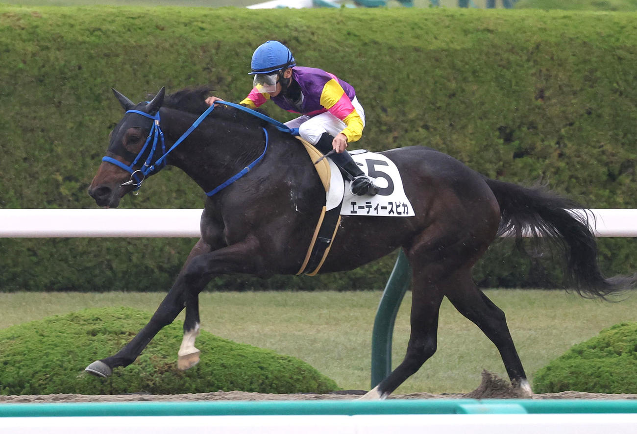 阪神2R、2歳未勝利を勝ち上がったエーティースピカ。鞍上の川端騎手は待望のJRA初勝利（撮影・白石智彦）