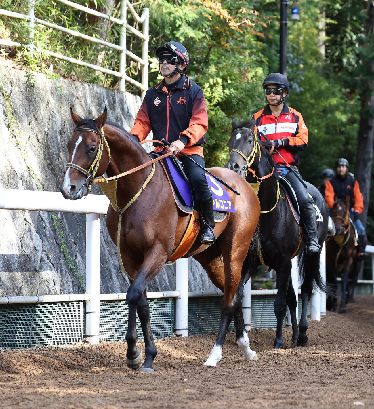 逍遥馬道で運動するファルコニア（撮影・白石智彦）