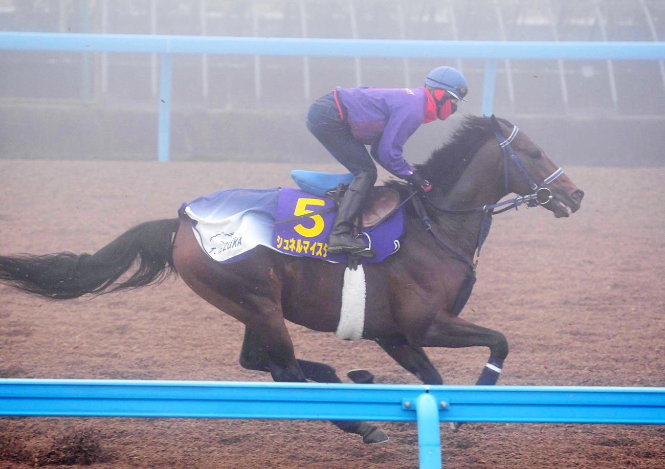 ウッドチップで追い切るシュネルマイスター（撮影・柴田隆二）
