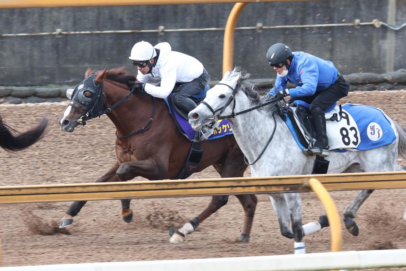 浜中俊が騎乗し、併せ馬で迫力のある動きを見せたボッケリーニ（左）。（右はシルヴァーソニック）