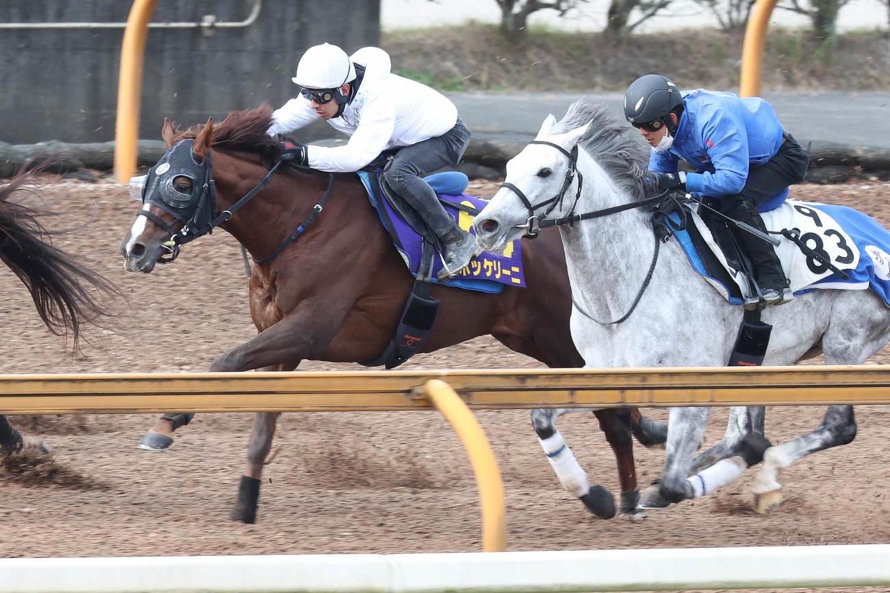 浜中俊が騎乗し、併せ馬で迫力のある動きを見せたボッケリーニ（左）。（右はシルヴァーソニック）