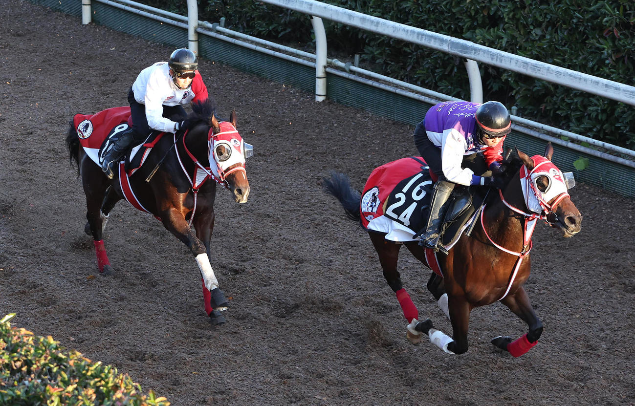 坂路をエンジェルスアスク（右）と併せ馬で追い切るフェイト（撮影・白石智彦）