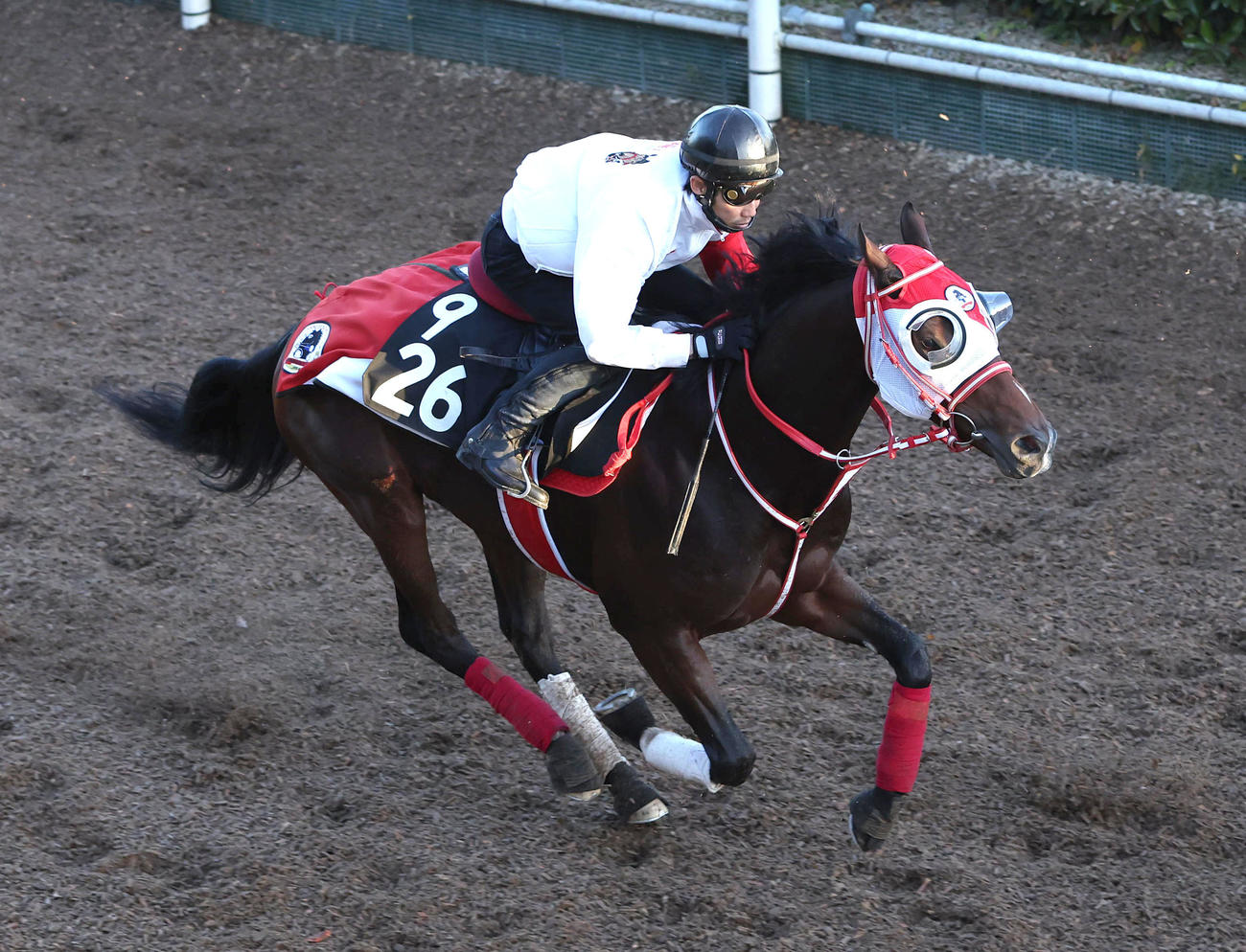 坂路を併せ馬で追い切るフェイト（撮影・白石智彦）