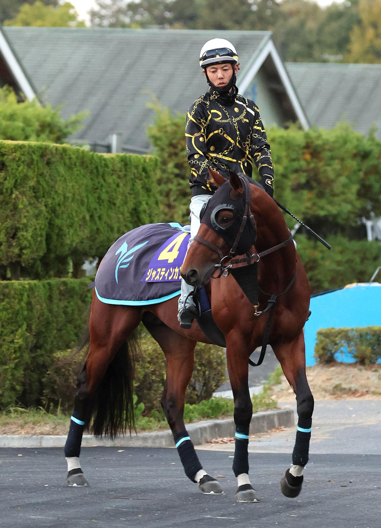 厩舎周りで運動するジャスティンカフェ（撮影・白石智彦）