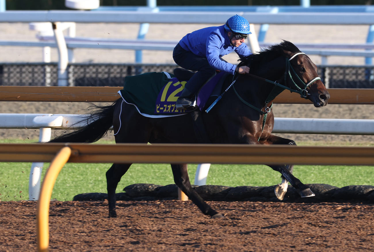 C・デムーロ騎手を背にCウッドコースにて併せ馬で追い切るピースオブエイト
