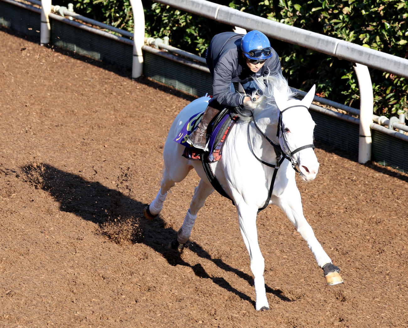 吉田隼騎手を背に坂路を併せ馬で追い切るソダシ（撮影・白石智彦）