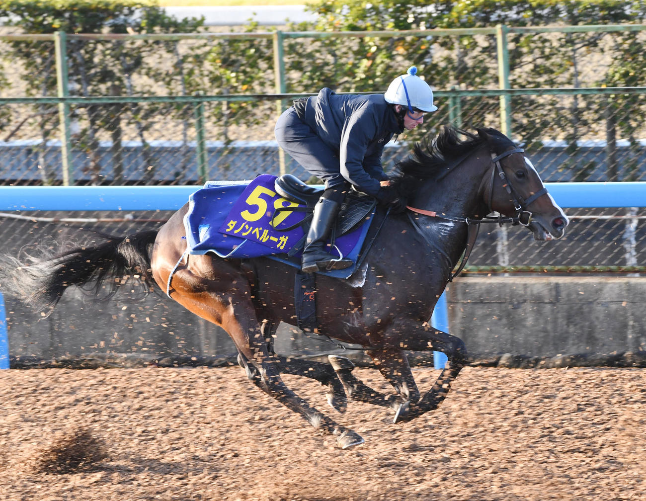ムーア騎手を背に追い切るダノンベルーガ（撮影・柴田隆二）