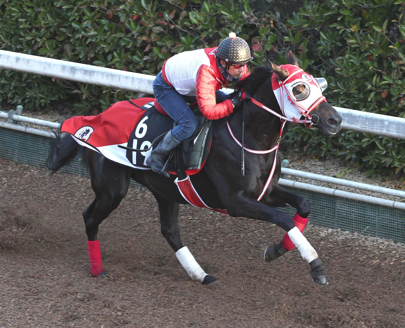 16日、坂路で追い切ったタイセイクラージュ