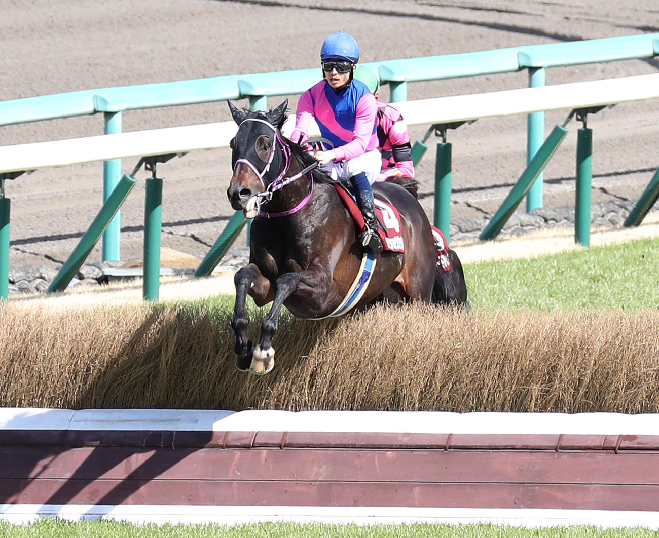 阪神スプリングJを制したメイショウダッサイ（2021年3月13日撮影）