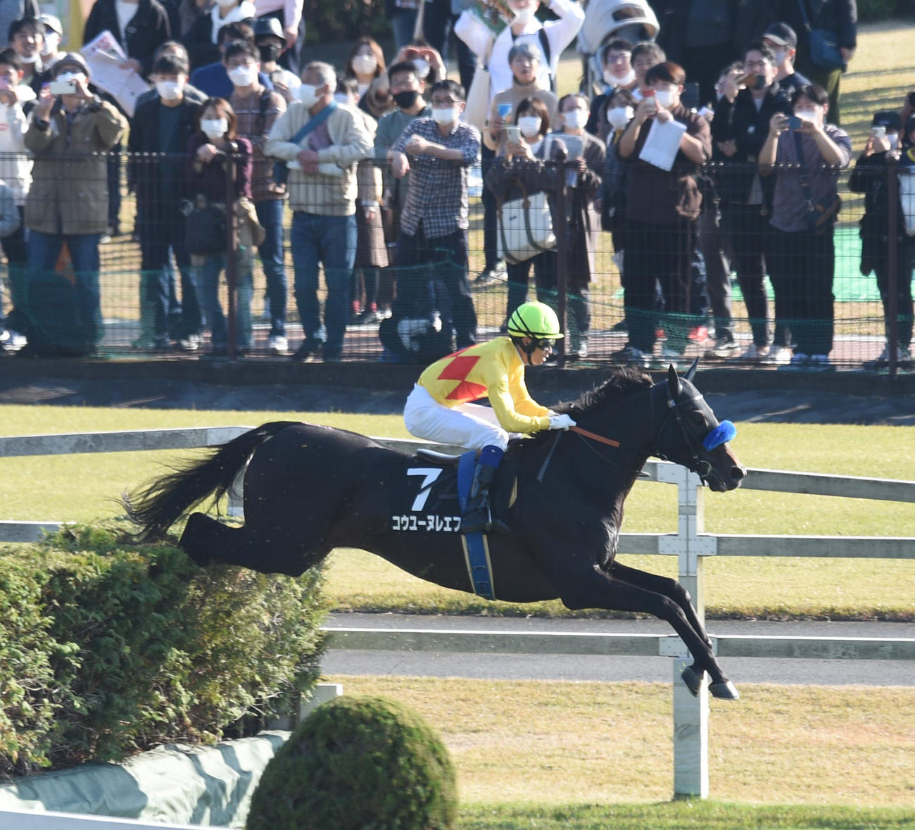 東京競馬8R秋陽ジャンプS、飛越する1着コウユーヌレエフと森一騎手（撮影・柴田隆二）