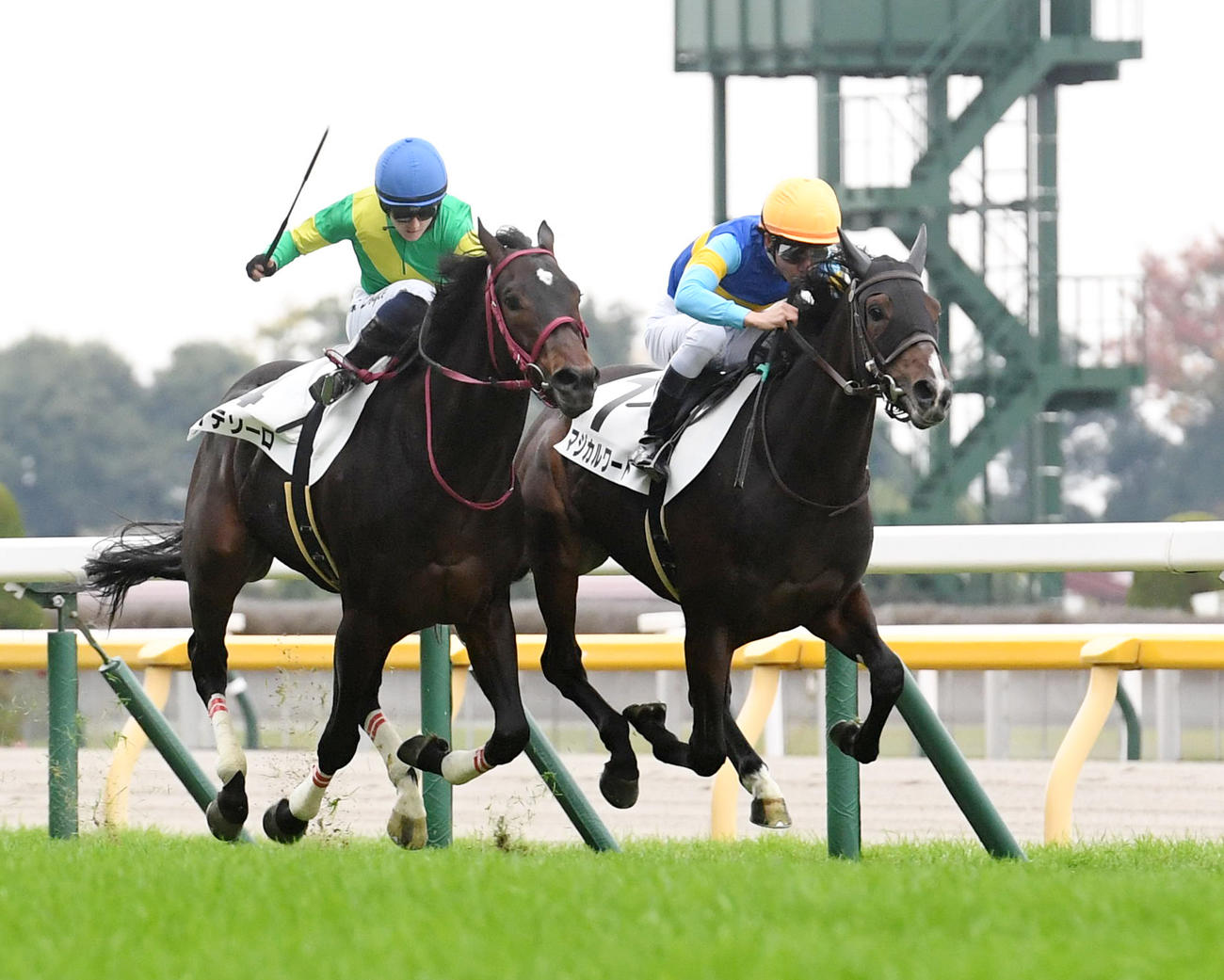 東京5R　新馬戦を制したマジカルワード（右）、2着メイテソーロ（撮影・柴田隆二）