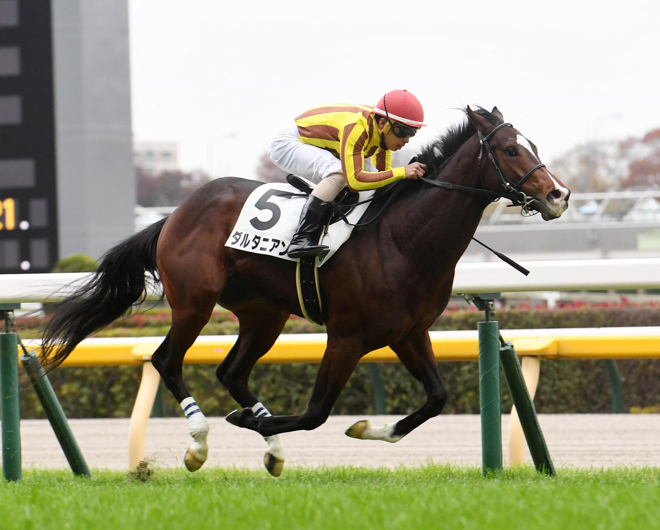 東京6R　新馬戦を快勝したダルタニアン（撮影・柴田隆二）