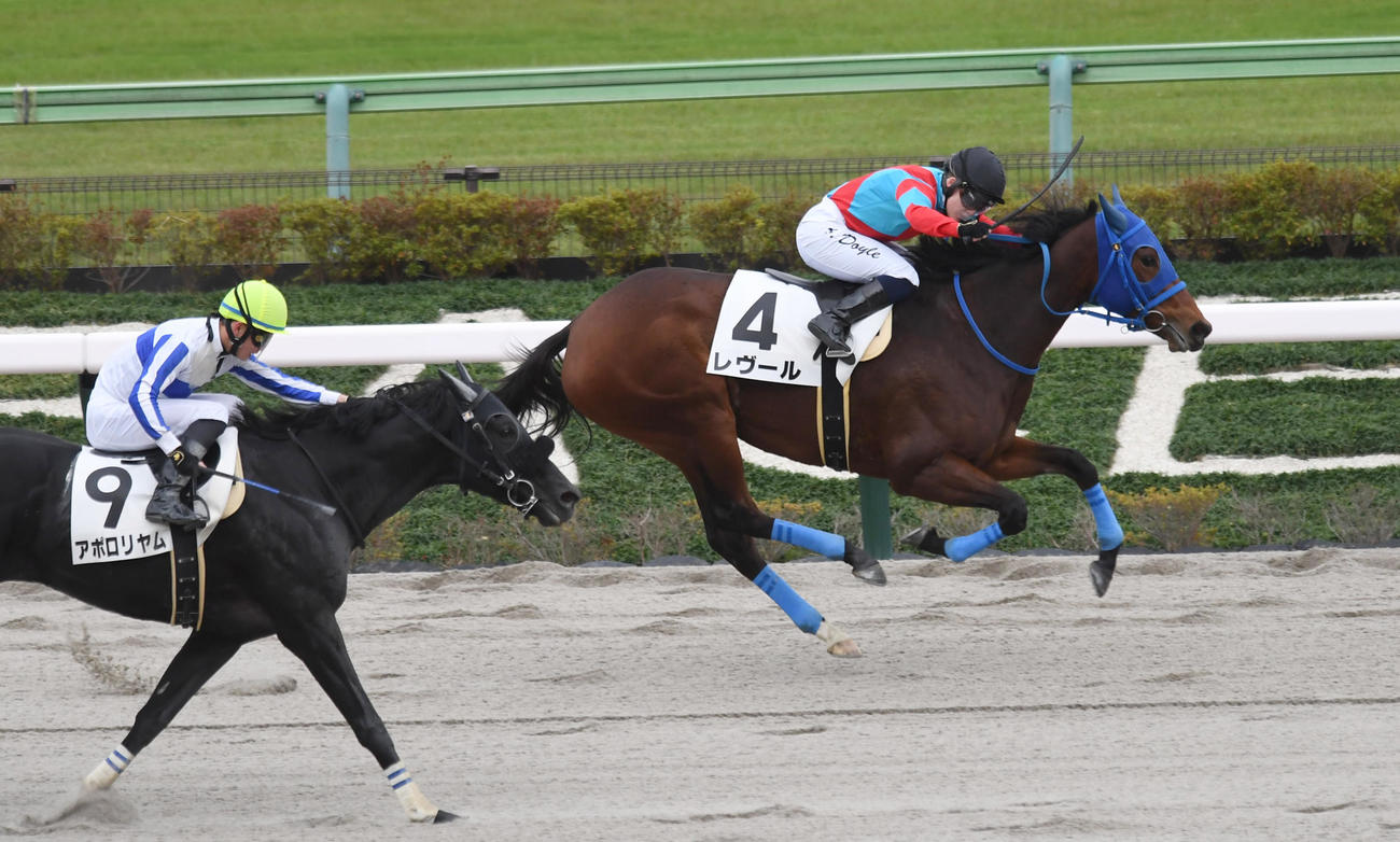 東京7Rのレヴール（右）でJRA初勝利を挙げたドイル騎手（撮影・柴田隆二）