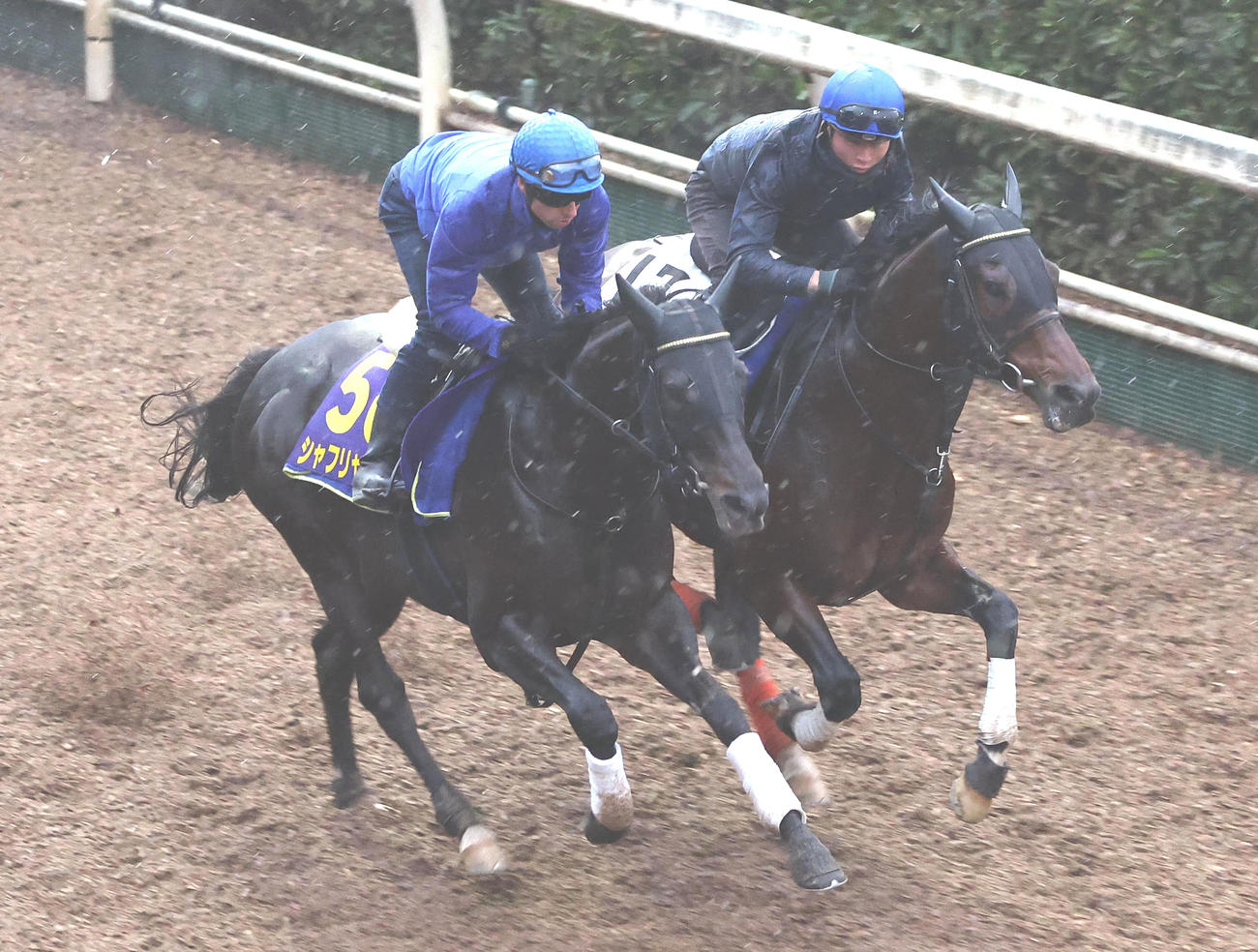 C・デムーロ騎手を背に坂路をプライムフェイズ（右）と併せ馬で追い切るシャフリヤール（撮影・白石智彦）