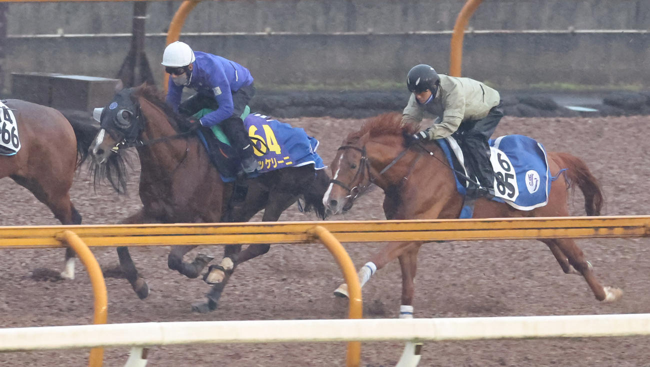 浜中騎手を背にCウッドにて併せ馬で追い切るボッケリーニ（左）