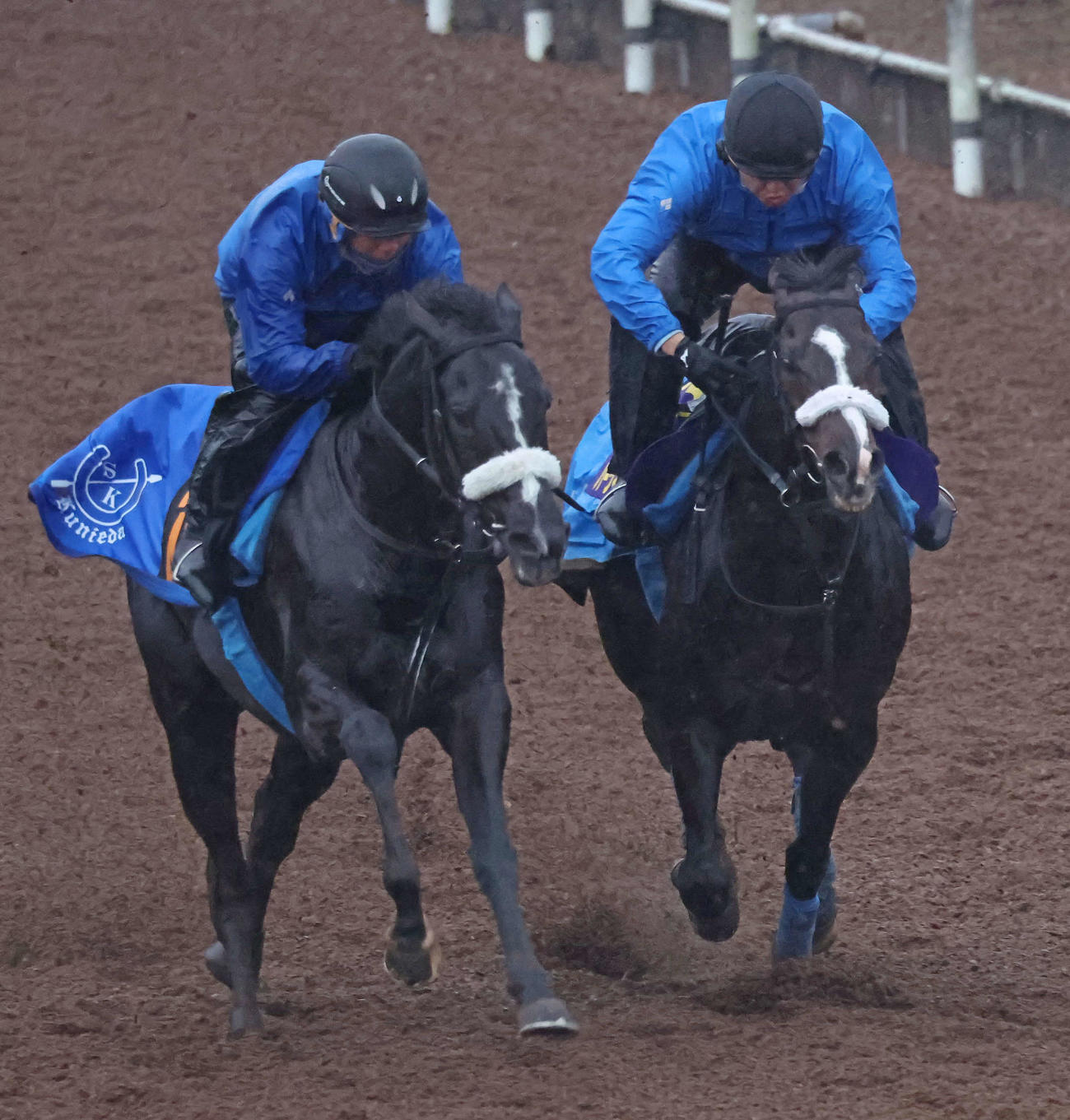 ハーツイストワール（右）は美浦坂路でリーゼノアールと併せて追い切られた（撮影・丹羽敏通）