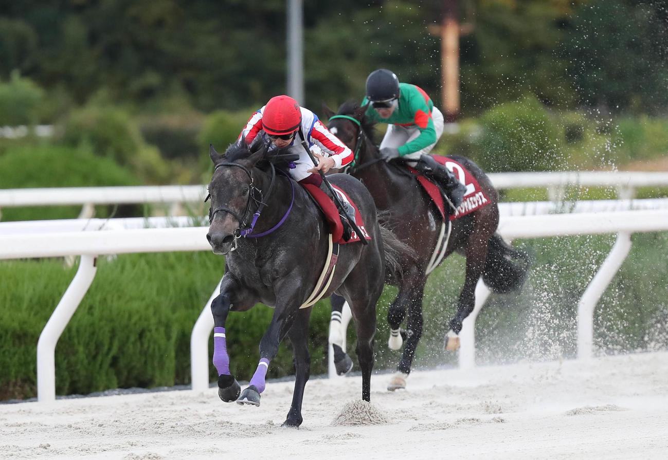 兵庫ジュニアグランプリを制したオマツリオトコと横山武史騎手（左）