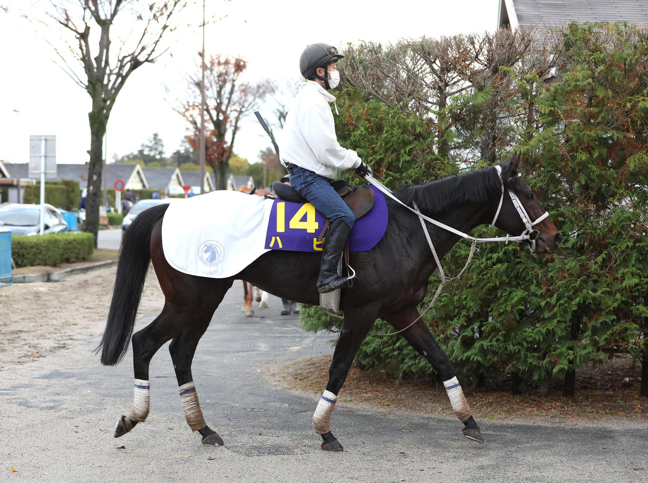 厩舎周りで運動するハピ（撮影・白石智彦）