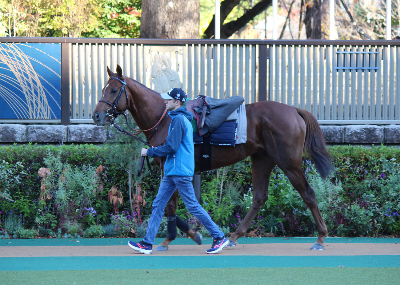 東京競馬場のパドックをスクーリングするシムカミル（撮影・木南友輔）