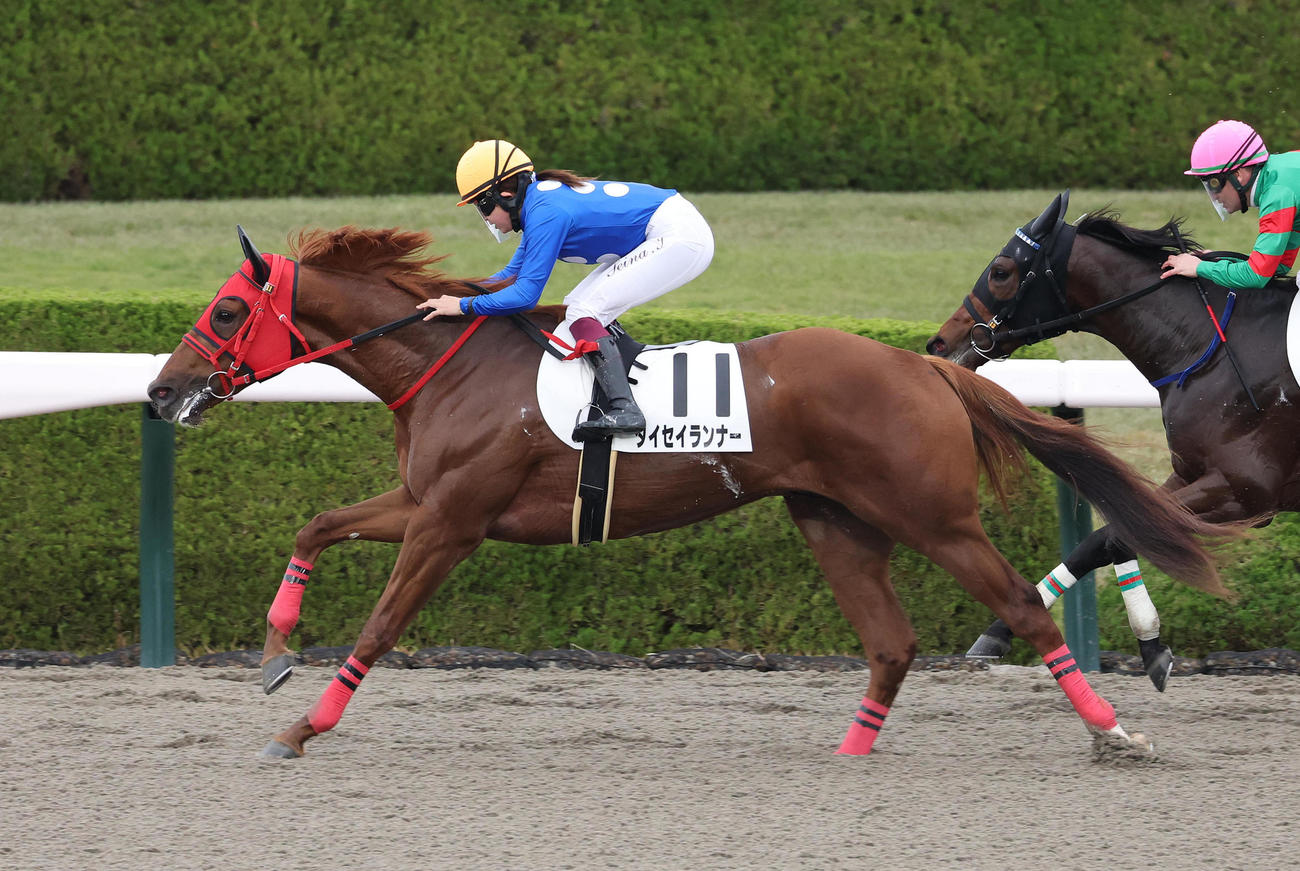 阪神2R、今村騎手を背に2歳未勝利を勝ち上がったタイセイランナー（撮影・白石智彦）