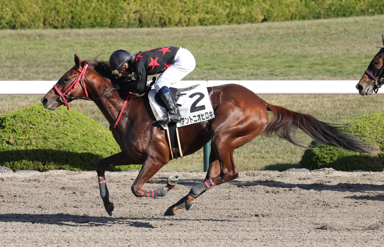 阪神1R、2歳未勝利を勝ち上がったアントニオヒロキ（撮影・白石智彦）