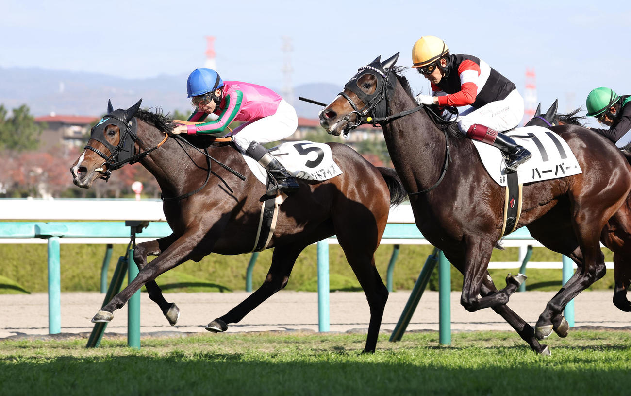 阪神6R新馬戦、直線で抜け出したイングランドアイズ（左）（撮影・白石智彦）