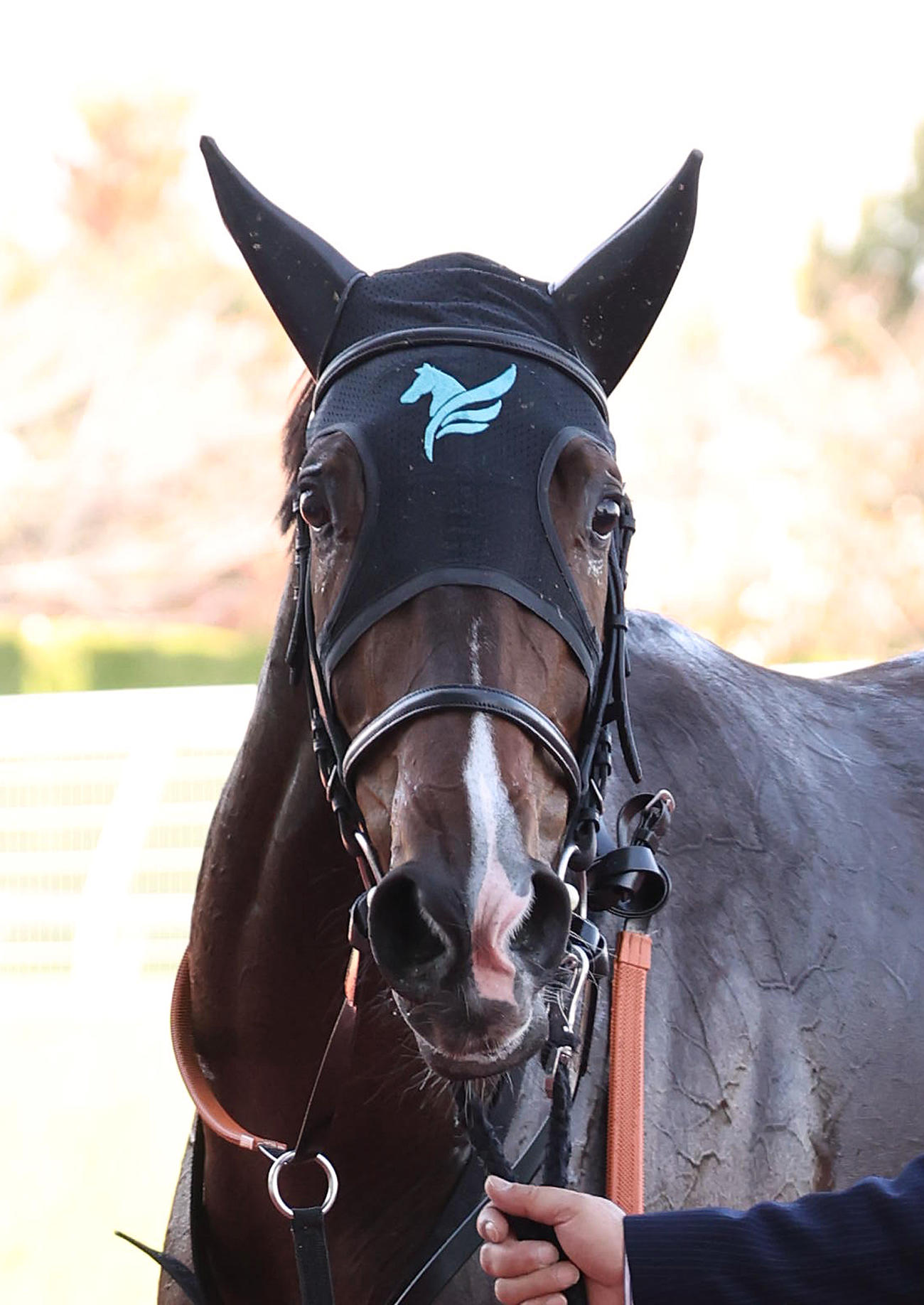 阪神6R新馬戦を制したイングランドアイズ（撮影・白石智彦）