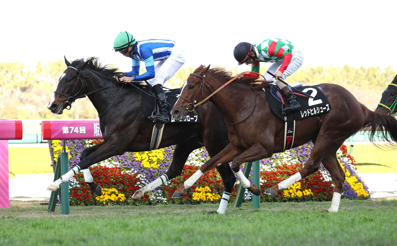 阪神9R白菊賞、ムーンプローブ（左）はレッドヒルシューズとの接戦を制してを勝利（撮影・白石智彦）