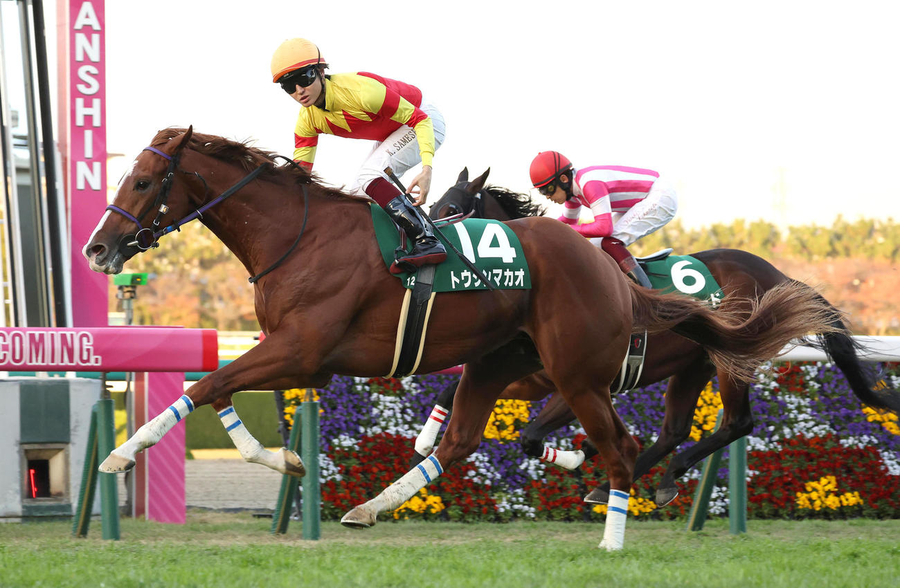 阪神12R、鮮やかに差し切って京阪杯を制したトウシンマカオ（撮影・白石智彦）