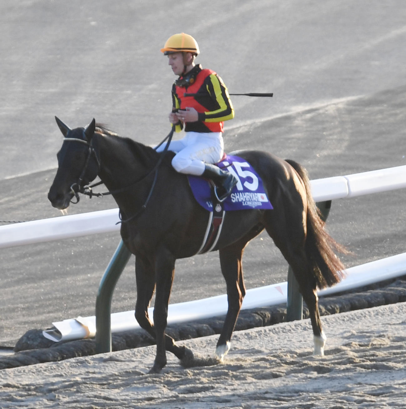 ジャパンカップで2着に敗れたシャフリヤールとC・デムーロ騎手（撮影・柴田隆二）