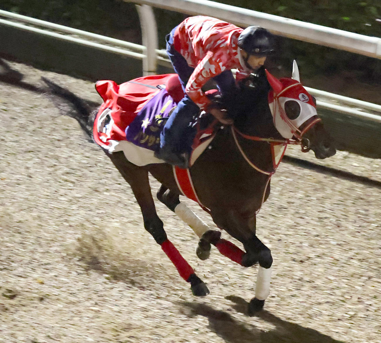 坂路で国内最終追い切りを行うパンサラッサ