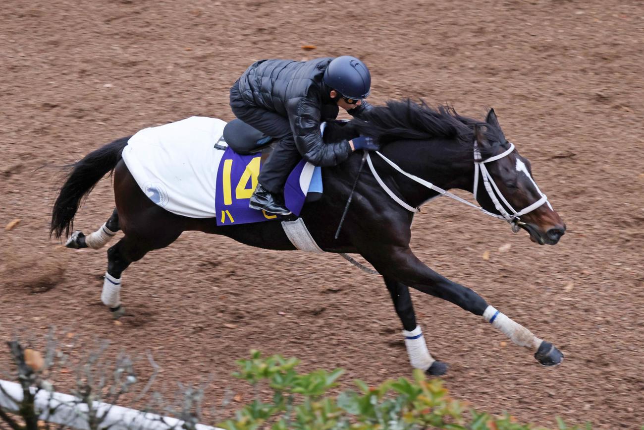 坂路で感触を確かめるように追い切られたハピ