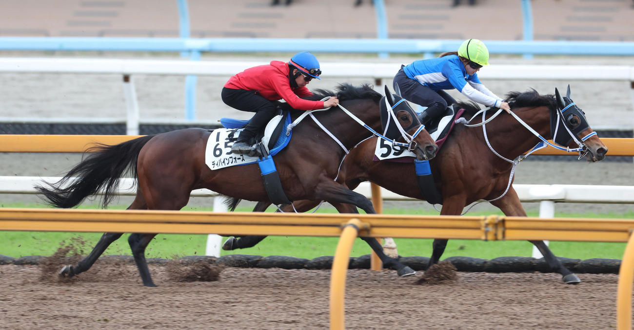Cウッドにて併せ馬で追い切るディバインフォース（手前）