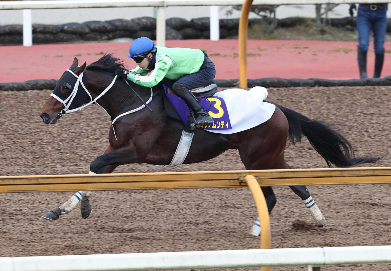 亀田騎手を背にCウッドを単走で追い切るグロリアムンディ（撮影・白石智彦）