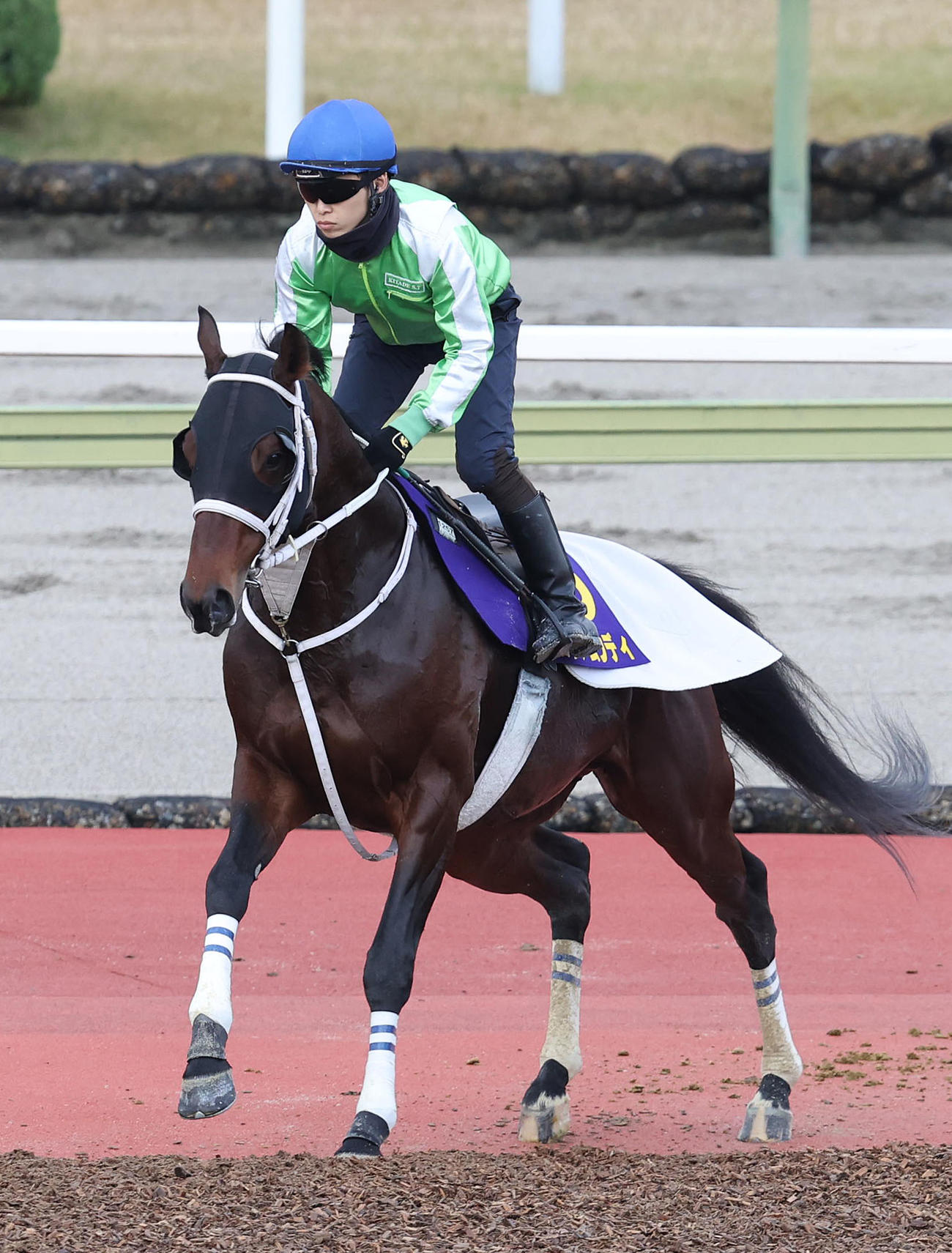 亀田騎手を背に馬場入りするグロリアムンディ（撮影・白石智彦）