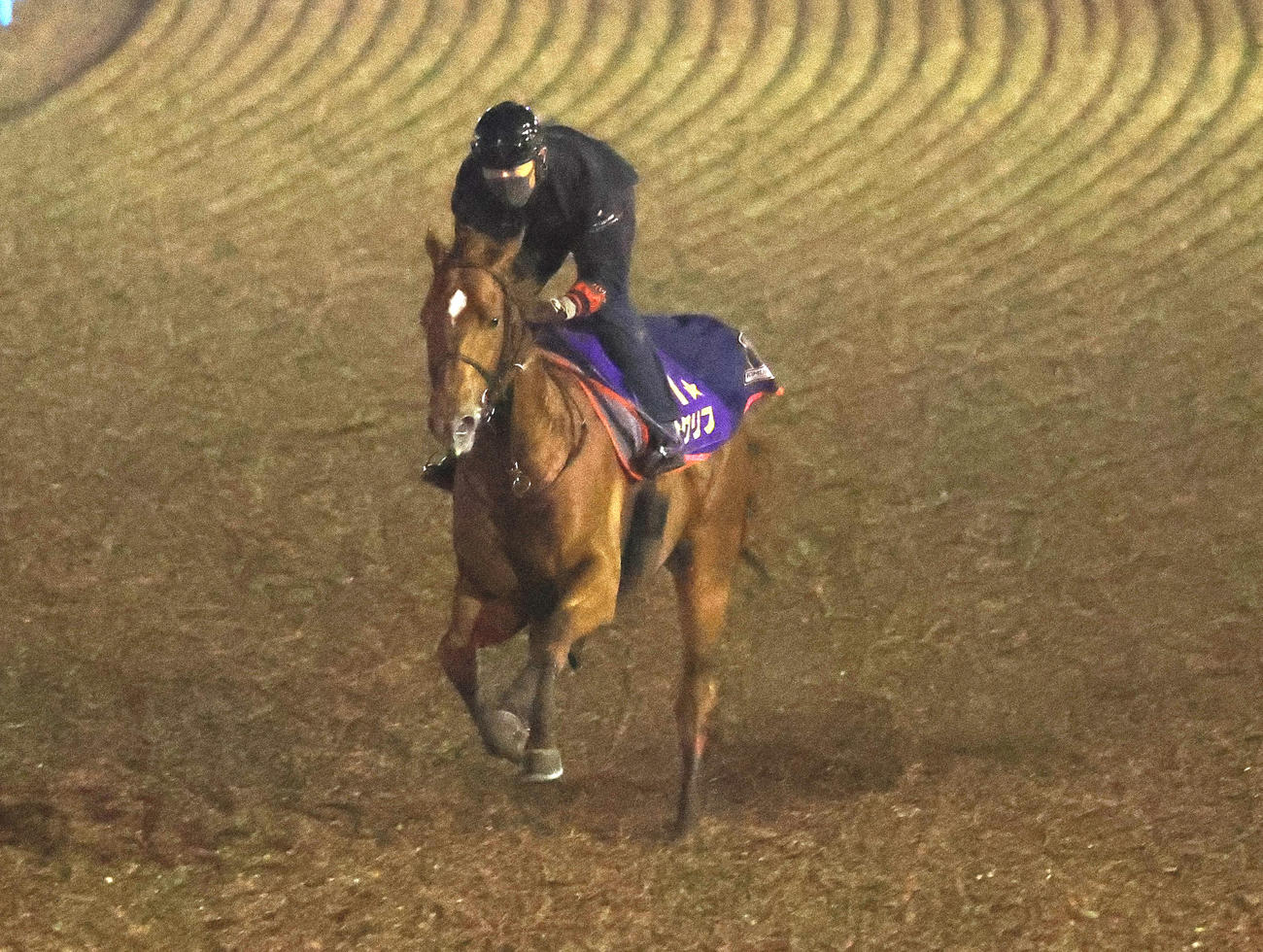 美浦ウッドで単走で追い切るジオグリフ（撮影・鈴木正人）