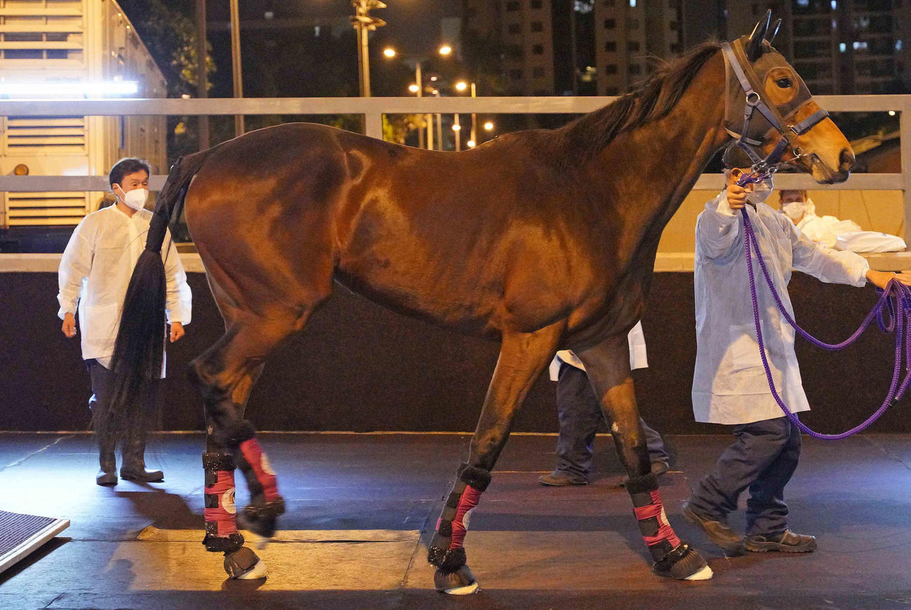 香港に到着したメイケイエール（C）The　Hong　Kong　Jockey　Club