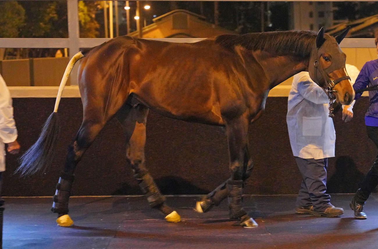 香港に到着したダノンスコーピオン（C）The　Hong　Kong　Jockey　Club