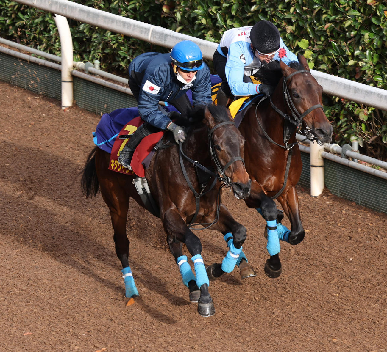 和田竜騎手を背に坂路を併せ馬で追い切るキタウイング（左）
