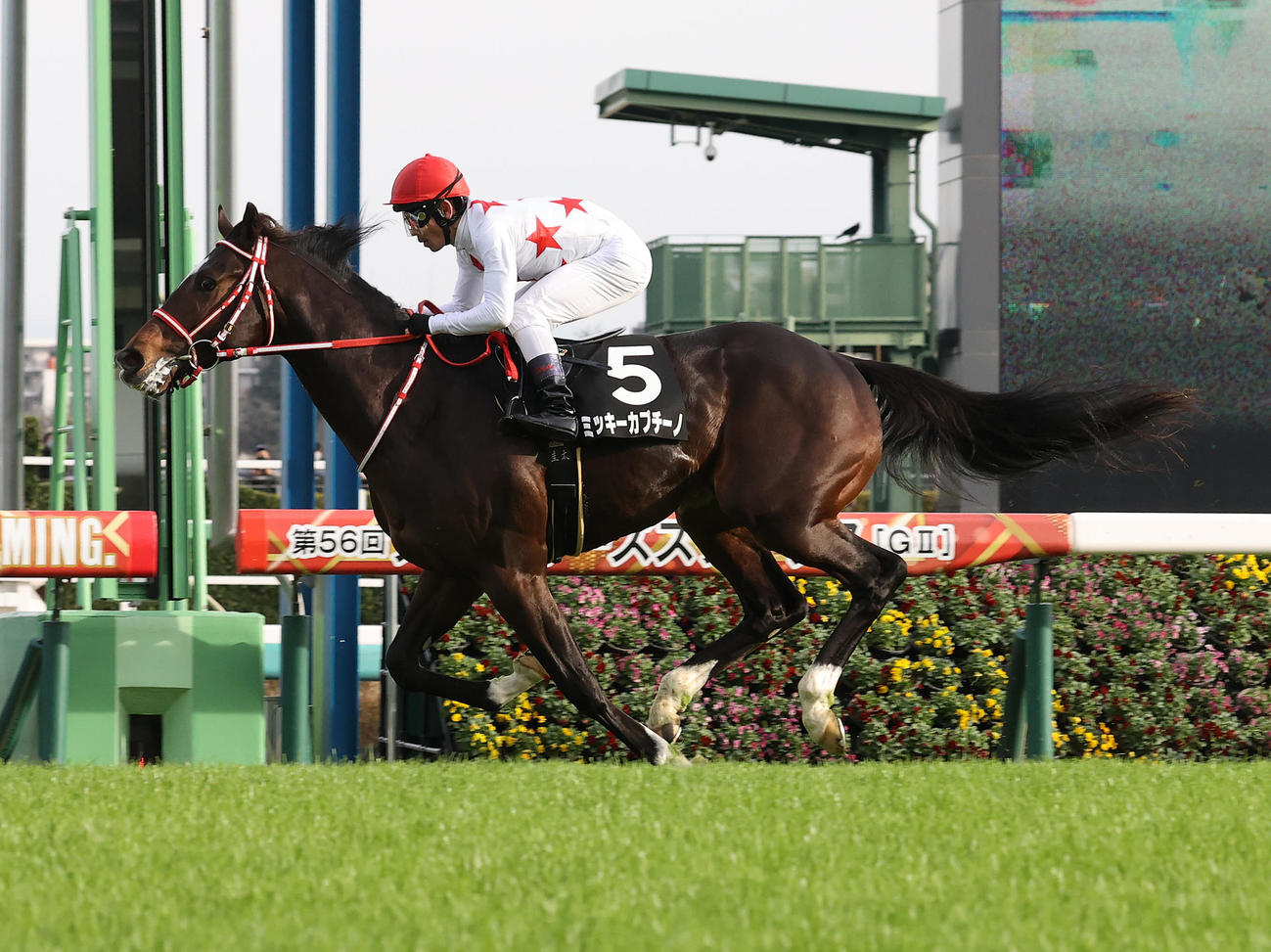 葉牡丹賞を制したミッキーカプチーノと戸崎圭太騎手（撮影・鈴木正人）